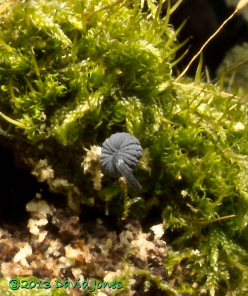 Small fugus with fruiting body showing gills, 20 Spet 2013