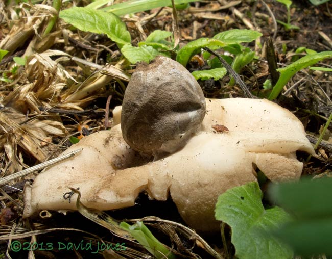 Fungus (Pos. Geastrum rufescens), 22 Sept 2013