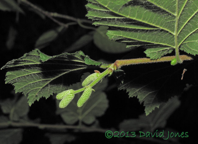 First male flowers develop on Hazel, 24 Sept 2013