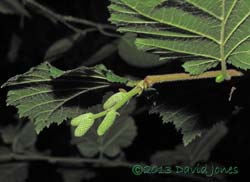 First male flowers develop on Hazel, 24 Sept 2013
