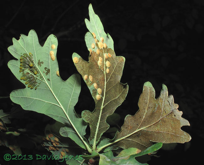 Oak leaves showing damage done by sawfly larvae, 24 Sept 2013