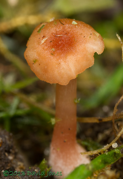 Fungus (unidentified) under moss - 2b , 24 Sept 2013