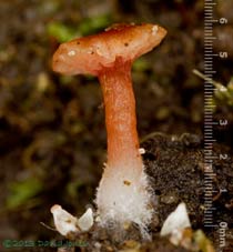Fungus (unidentified) under moss - 2 , 24 Sept 2013