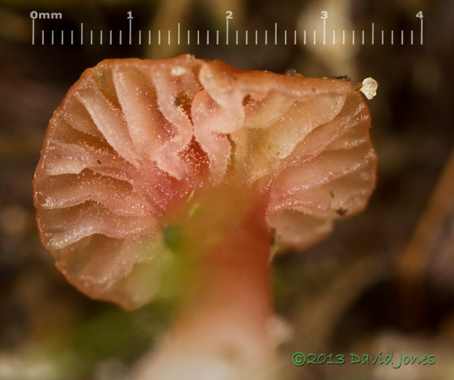 Fungus (unidentified) under moss - 3: showing gills , 24 Sept 2013
