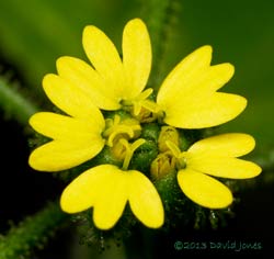 Unident ified plant - flower with outer ray flowers fully open,  27 Sept 2013