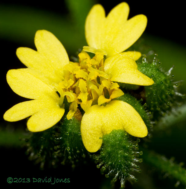 Unident ified plant - flower with central disc flowers fully open,  27 Sept 2013