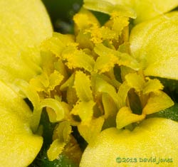 Unident ified plant - flower - close-up of central disc flowers,  27 Sept 2013