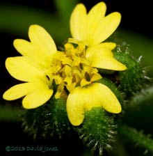 Unident ified plant - flower with central disc flowers fully open,  27 Sept 2013