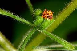 Unident ified plant - after flowering ,  27 Sept 2013