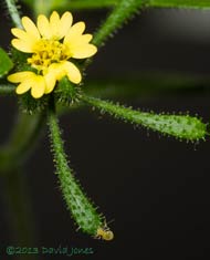 Unident ified plant - barkfly nymph on sepal,  27 Sept 2013