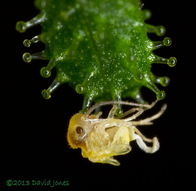 Unident ified plant - barkfly after 20 hours trapped by sticky globules on sepal,  27 Sept 2013