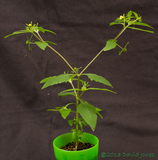 Unident ified plant grown from packet of Venus Fly Trap seeds, 27 Sept 2013