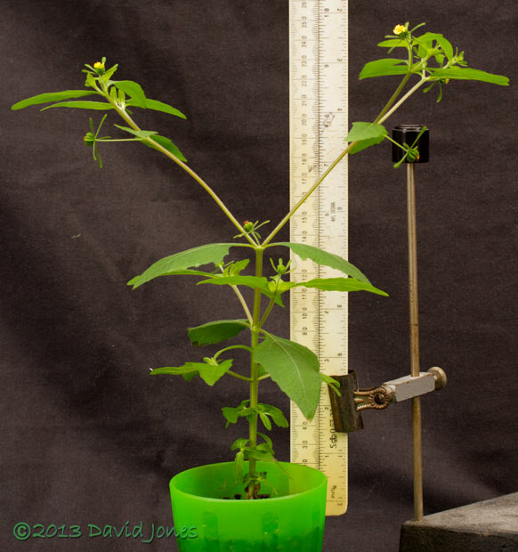 Unident ified plant grown from packet of Venus Fly Trap seeds - with scale, 27 Sept 2013