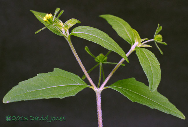 Unident ified plant showing unusual symmetry, 27 Sept 2013