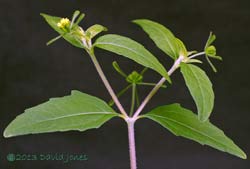 Unident ified plant showing unusual symmetry, 27 Sept 2013