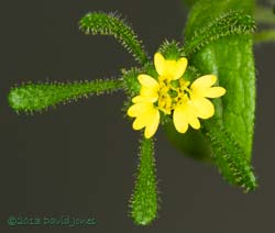 Unident ified plant - flower, 27 Sept 2013