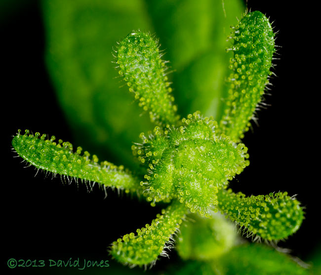 Unident ified plant - flower bud with sepals open, 27 Sept 2013