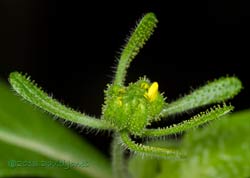 Unident ified plant - flower bud with outer ray flowers opening - 1,  27 Sept 2013