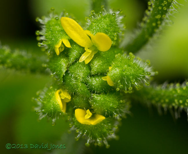 Unident ified plant - flower bud with outer ray flowers opening - 2,  27 Sept 2013