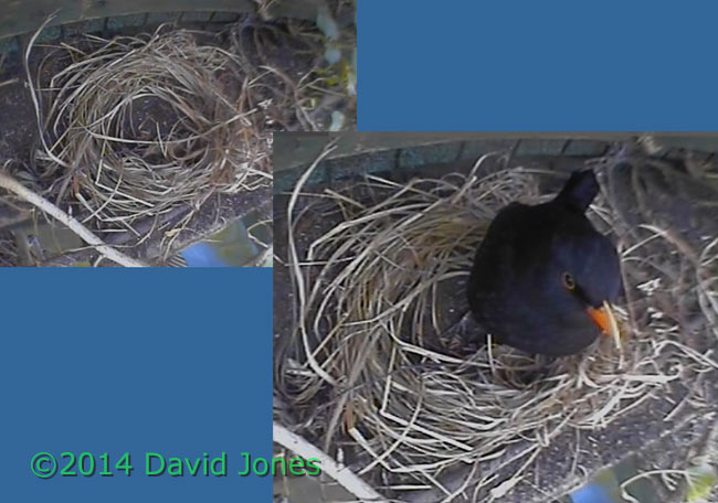 Blackbird male inspects possible nesting site, 3 April 2014