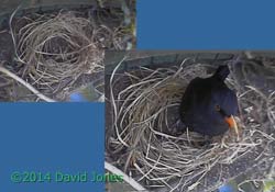 Blackbird male inspects possible nesting site, 3 April 2014