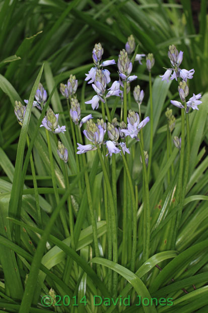 Bluebells (prob. hybrid), 3 April 2014