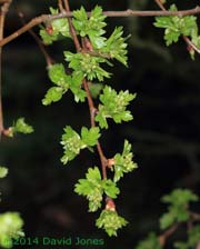 Flower buds on the Hawthorn, 3 April 2014