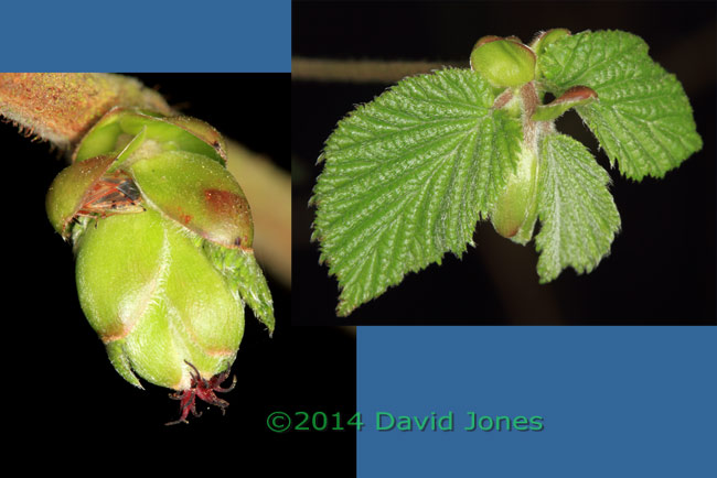Leaf buds open on Hazel saplings, 3 April 2014