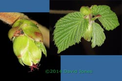 Leaf buds open on Hazel saplings, 3 April 2014