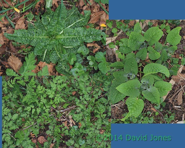 Young Teasel, Hedge-parsley and Comfrey plants, 3 April 2014