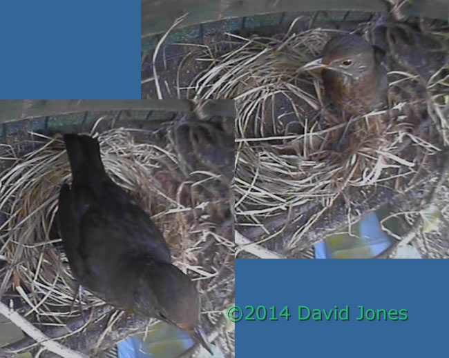 Blackbird female inspects possible nest site, 4 April 2014