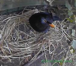 Blackbird male inspects possible nest site again, 5 April 2014