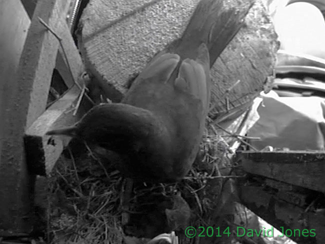 Blackbird female's only visit today, 6 April 2014