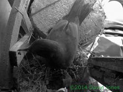 Blackbird female's only visit today, 6 April 2014
