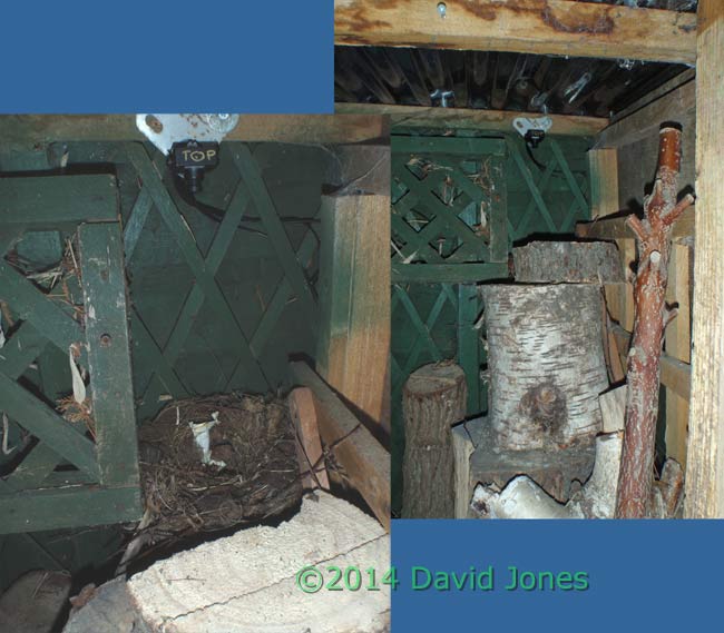 Blackbird's new nest site in log store, 6 April 2014