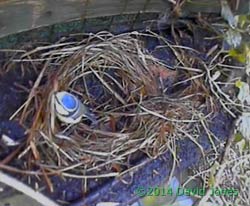 Blue Tit removes straw from monitored site, 7 April 2014