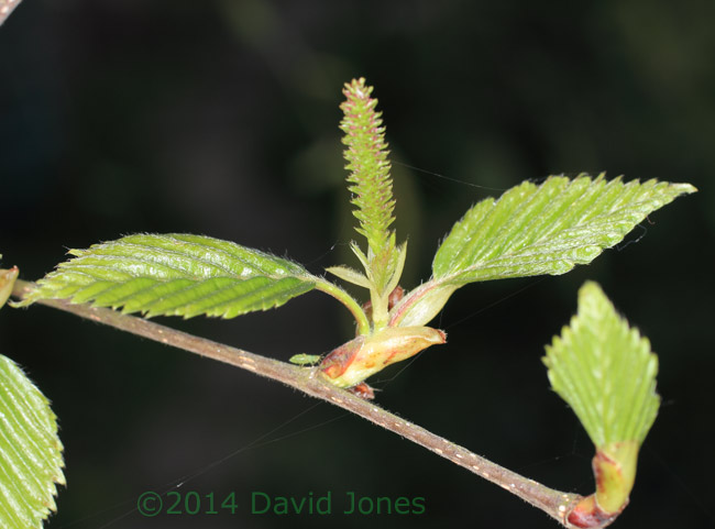Himalayan Birch - female flowers - 1, 17 April 2014