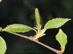 Himalayan Birch - female flowers, 17 April 2014