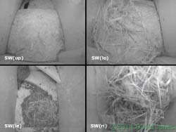 The four Swift boxes (including one Sparrow nest!), 17 April 2014