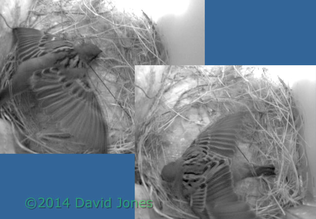 Sparrow shuffling  in SW(lo), 17 April 2014