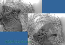 Sparrow shuffling  in SW(lo), 17 April 2014