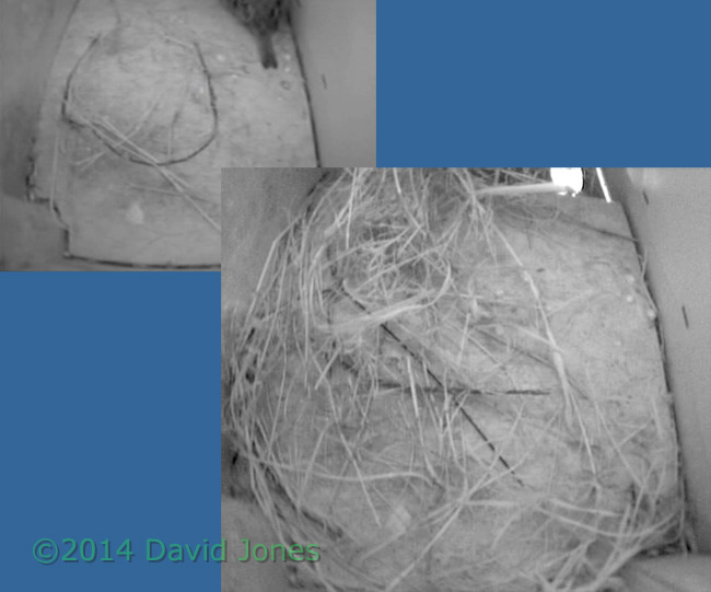 Start of nest building by Sparrows in SW(lo), 17 April 2014