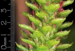 Close-up of female flowers on Himalayan Birch, 19 April 2014