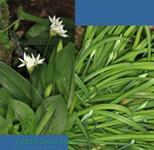 Wild Garlic (Ramsons) begin flowering today, 19 April 2014