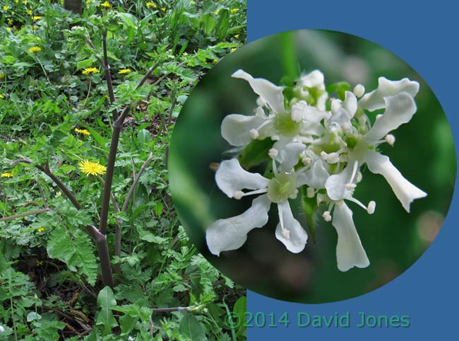 Hedge Parsley  begins flowering today, 19 April 2014