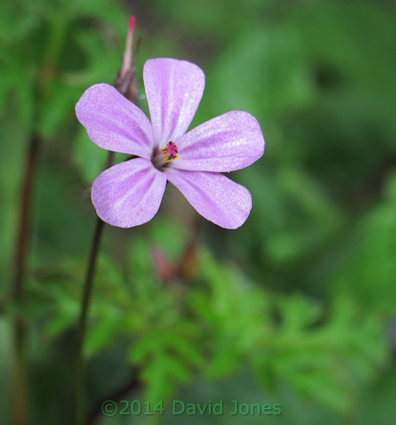 herb Robert  began flowering on the 14th, 19 April 2014