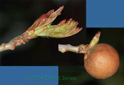 The first Oak sapling leaf buds burst today, 19 April 2014