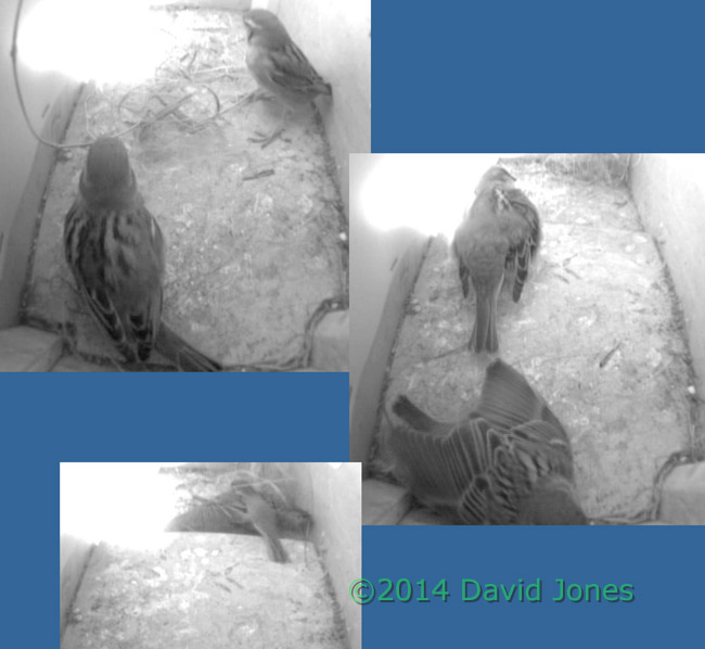 Sparrows  in SW(up), 19 April 2014