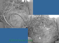 SW(lo), showing lack of progress over the last 24hr, 19 April 2014