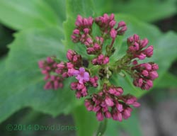 Red Valarian  begins flowering today, 19 April 2014